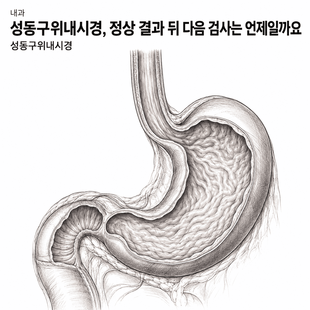서울 내과 성동구위내시경, 정상 결과 뒤 다음 검사는 언제일까요 핵심 정보 이미지